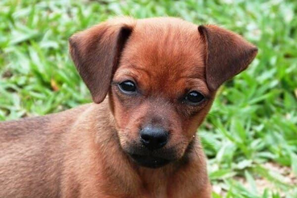 New law gives greater protection for animals