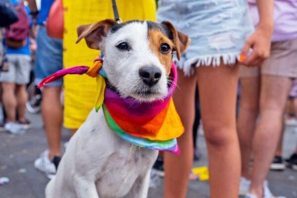 Pride and Pooches: Get ready for Brighton & Hove Pride’s annual canine extravaganza
