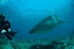 Scuba diving in Brighton & Hove