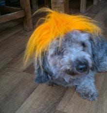 Free fun for dogs (and owners!)