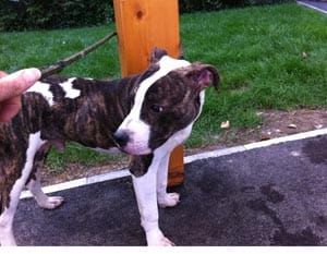 Ralph – a puppy’s plea for help