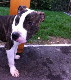 Ralph – a puppy’s plea for help