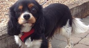 Buster’s Call for Pampered Pooches, Marvellous Mongrels and Do-gooding Dogs