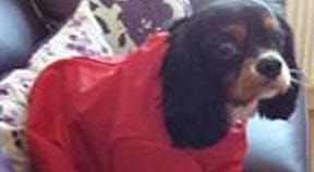 First ever ‘Pooches on the Prom’ to benefit Martlets