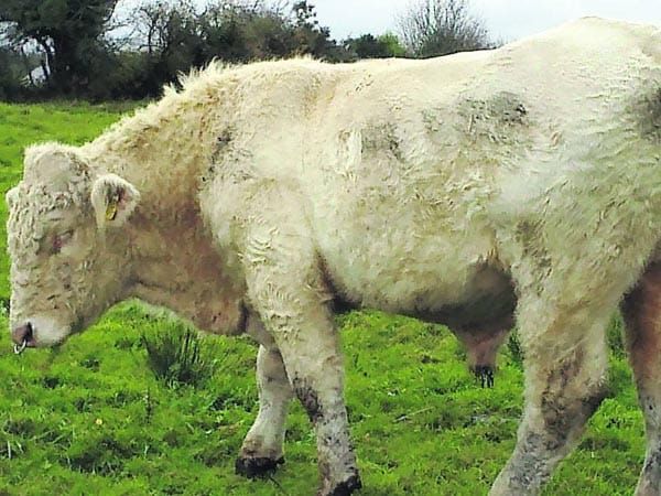 Simpons co-creator saves Bengi the ‘gay bull’ from slaughter