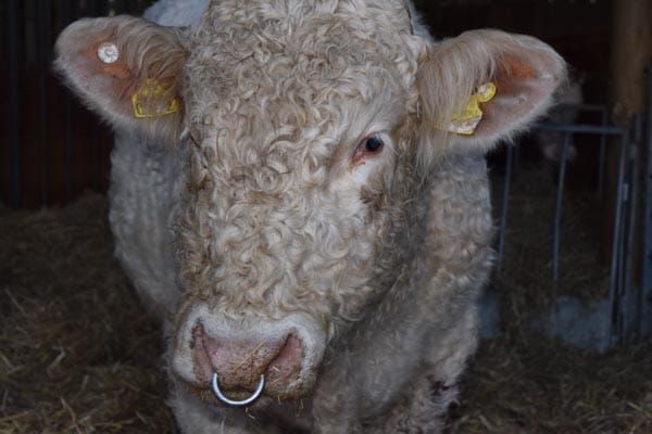 Reprieved gay bull celebrates Christmas in new home