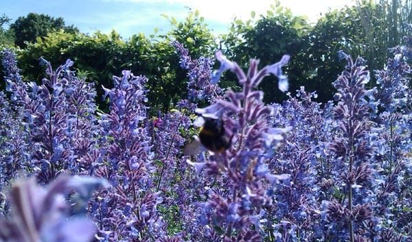 Brighton receives national bee award