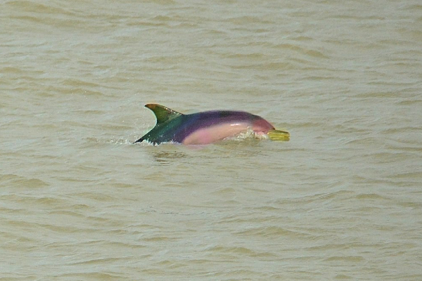 Rare Rainbow Dolphins spotted off Brighton coast