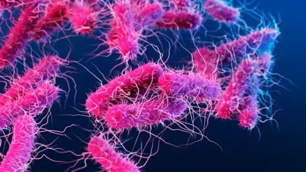 “Concerning” rise in cases of extensively antibiotic-resistant Shigella sonnei infections, mainly in gay, bisexual, and other men who have sex with men