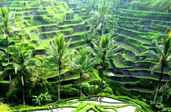 Rice Terraces