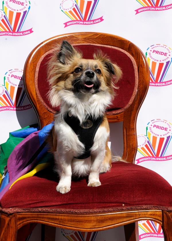 Pride Doggy Show