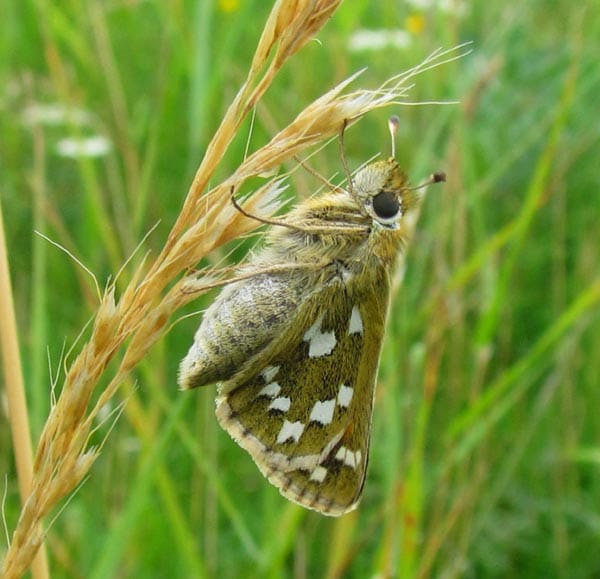 'Silver Spotted Skipper' butterfly