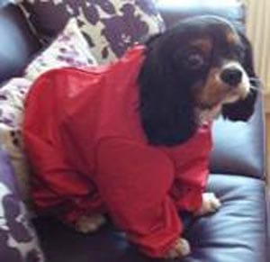 Buster Blass in Raincoat Ready for ‘Pooches on the Prom’ 