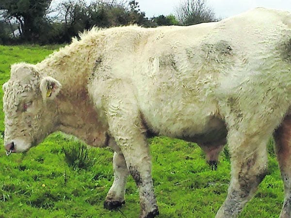 Bengi Gay Bull