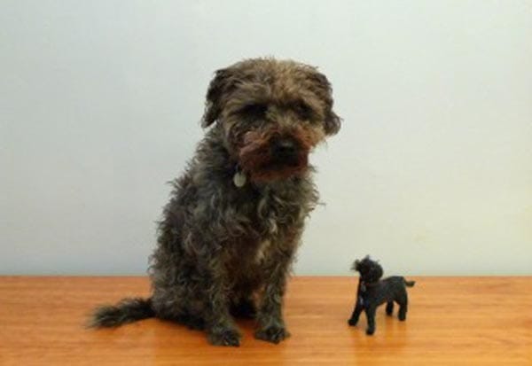 Knitted Archie by Muir and Osborne