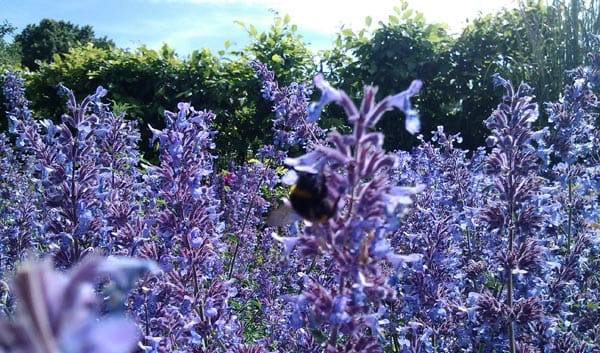 Brighton Council Bees Award