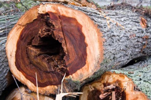 Dutch Elm Desease Logs