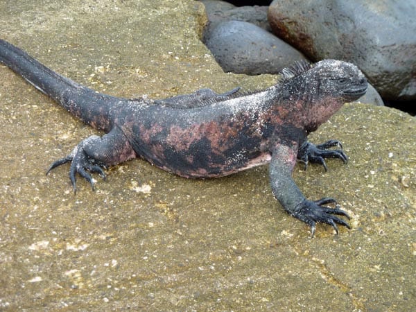 Marine Iguana