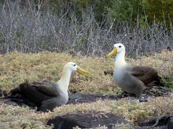 Blue-Footed Boobies