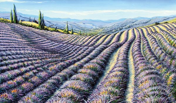 Lavender Fields