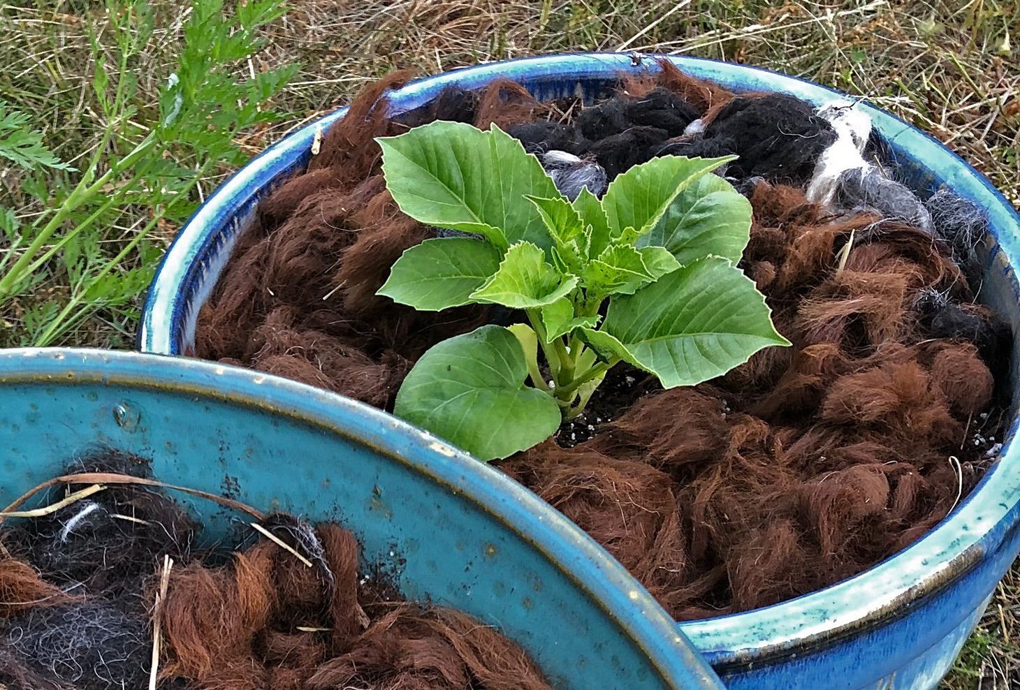 Members-Only Deep Dive: Can Wool Save our Soil?