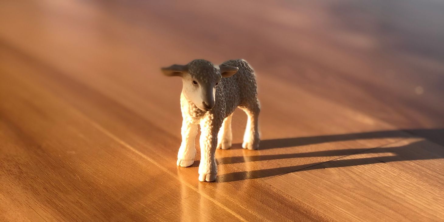 Introducing Wool Shorts