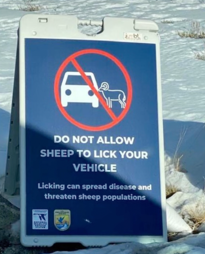What's this about sheep licking cars?