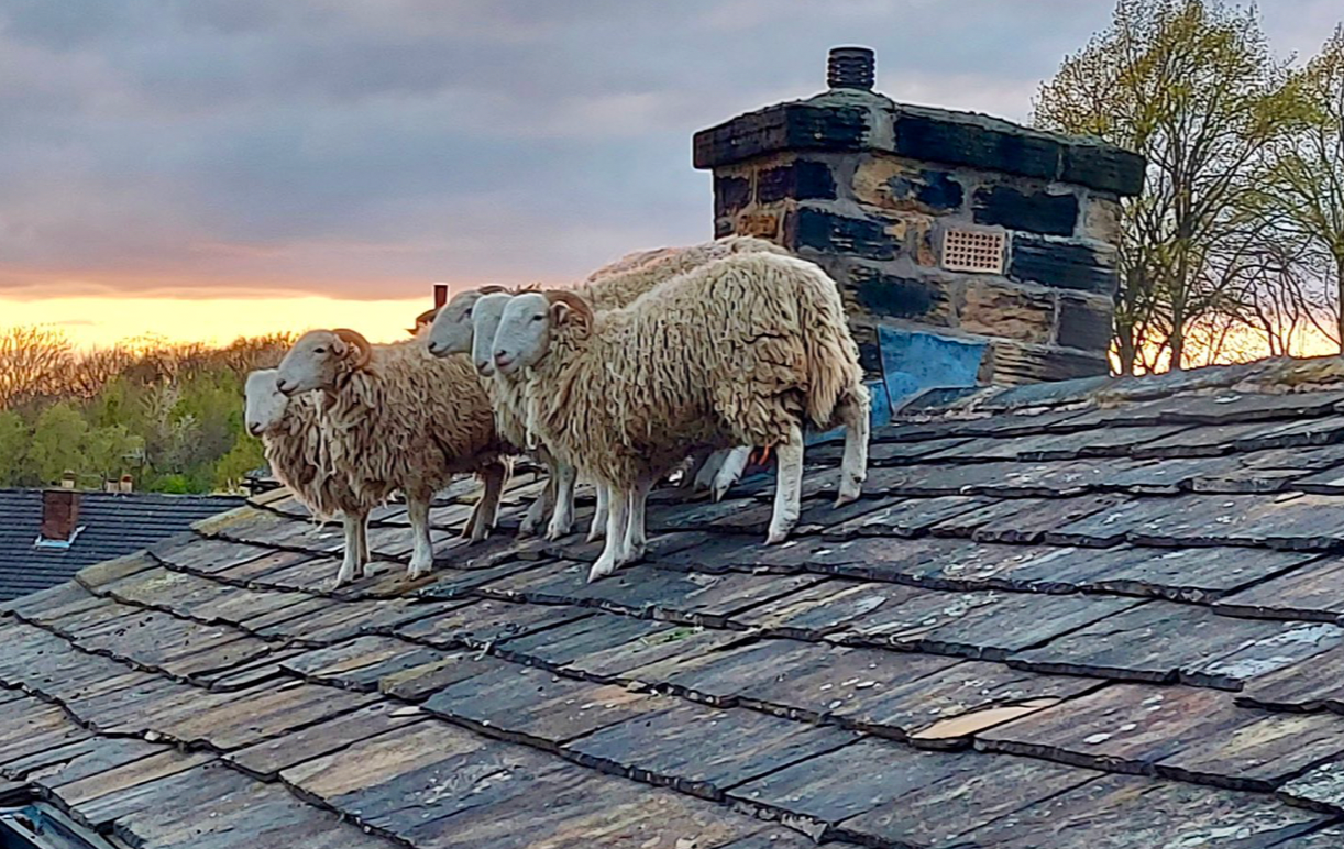Shall We Take a Tour of Flocktopia?