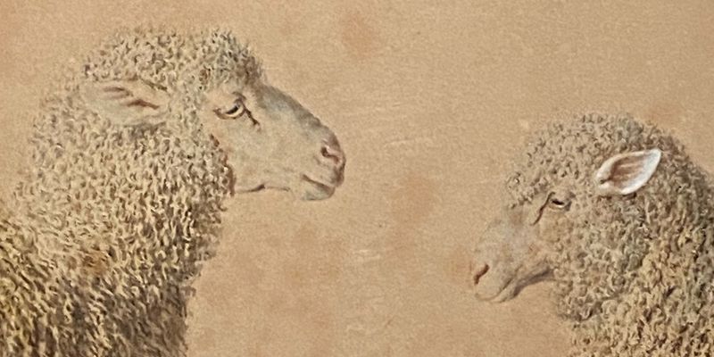 Sheep Wallpapers for your Phone