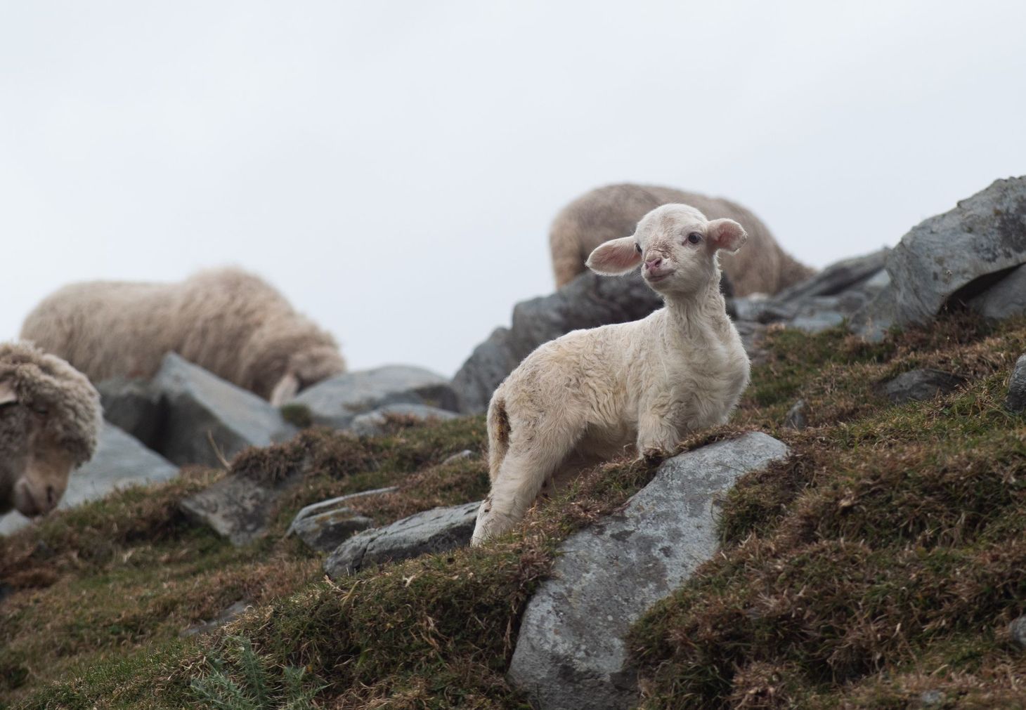 The Wool Wire | November 16, 2022