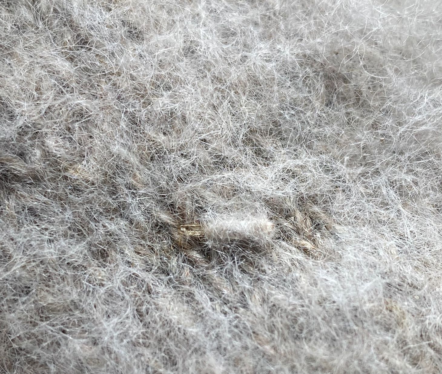 Closet Cooties: Tackling Moths and Beetles