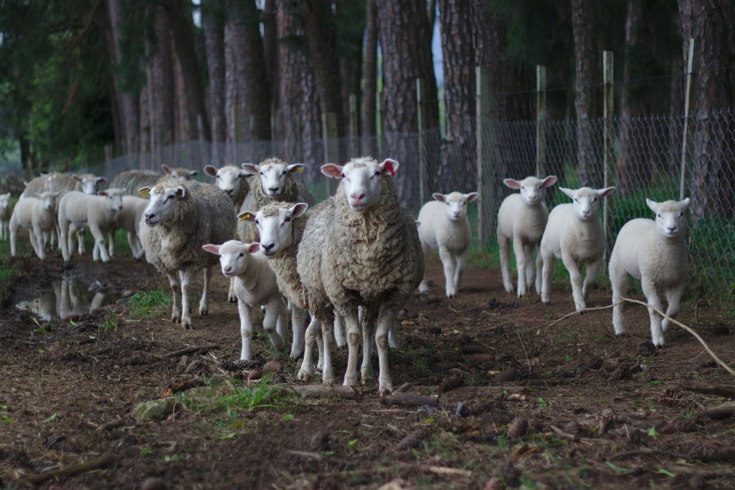 The Wool Wire | November 15, 2023