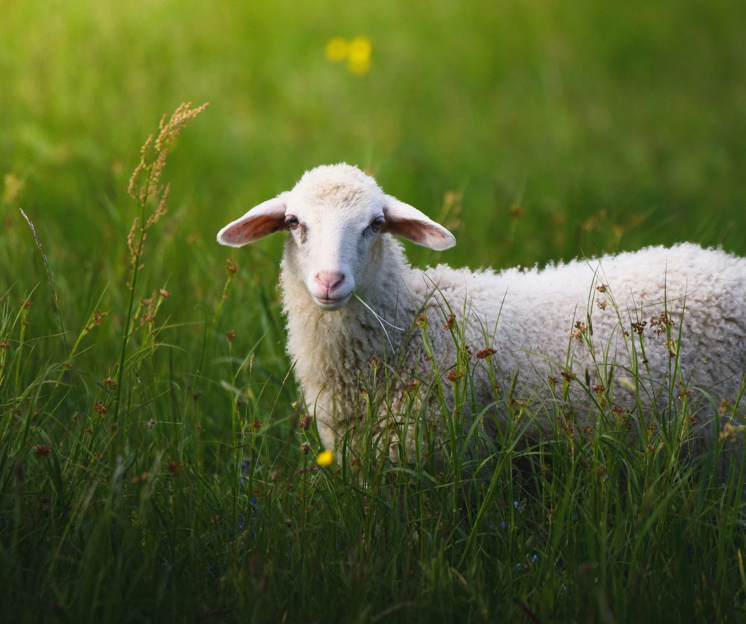 The Wool Wire | August 21, 2024