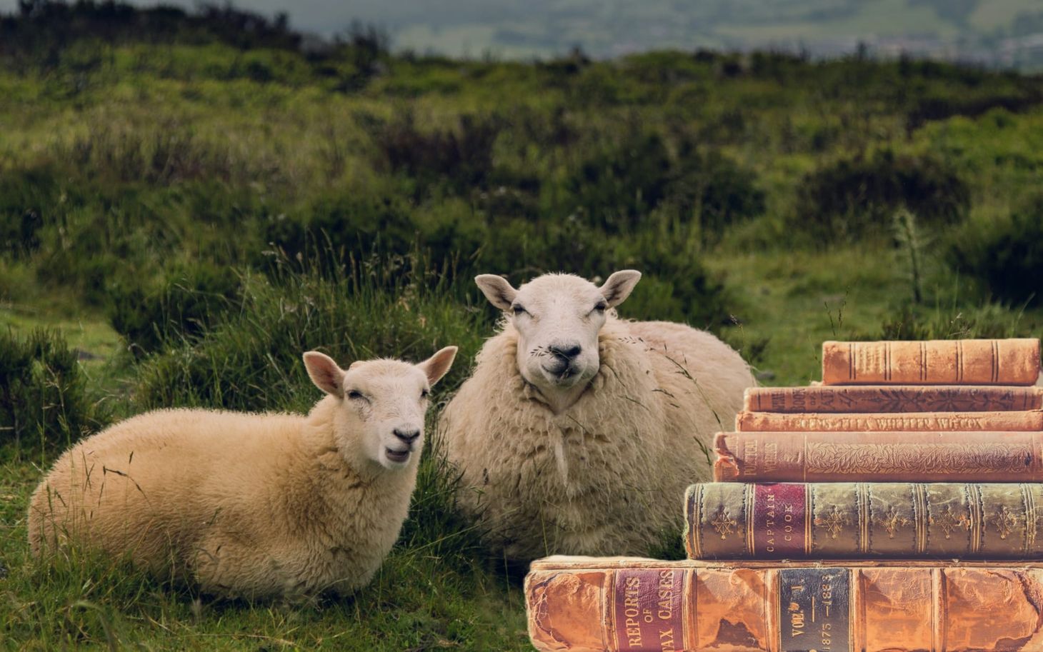 New Quiz: Wooly Words and Proverbs