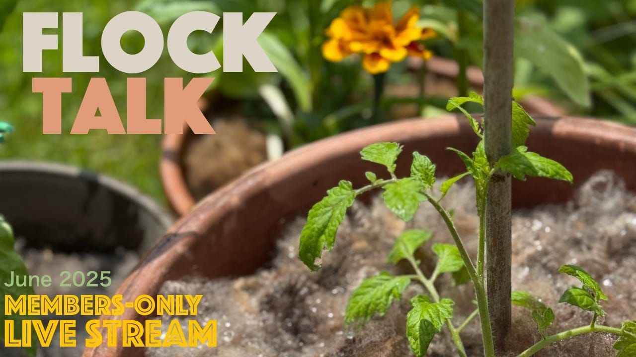 Flock Talk in one hour!