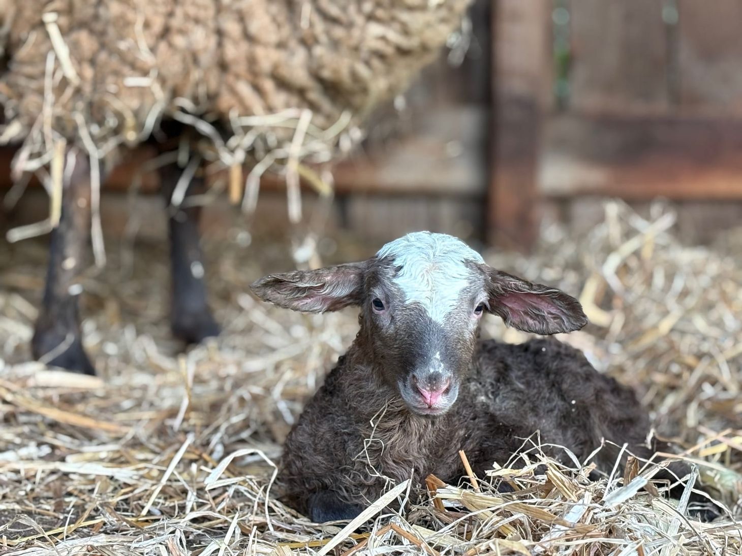 For the Flock: This Week's Wooly Distractions