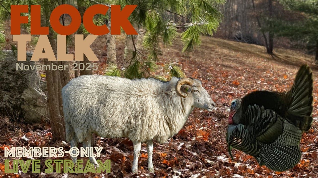 Flock Talk on Sunday!