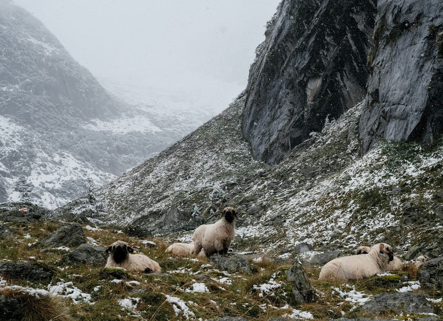 The Wool Wire | January 22, 2026