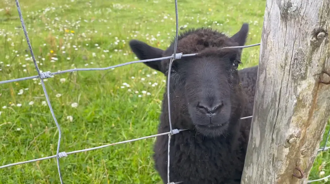 July Flock Talk
