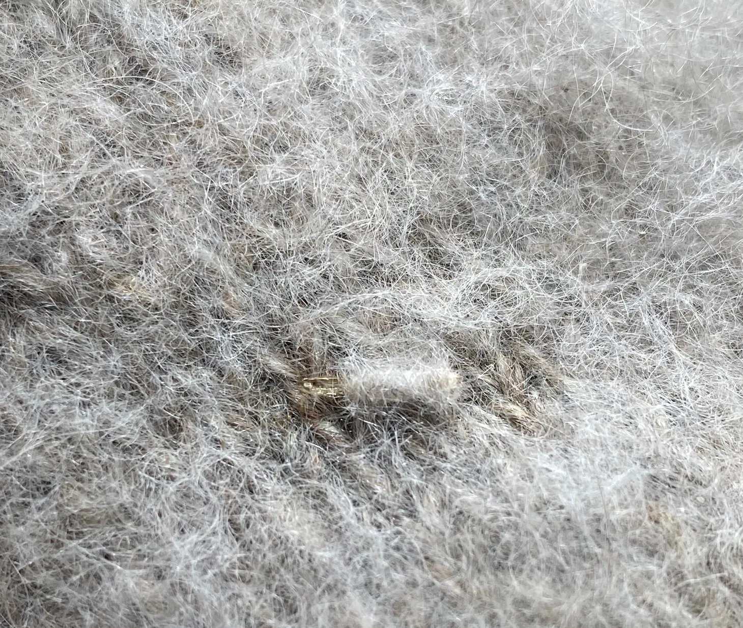 Closet Cooties: Tackling Moths and Beetles