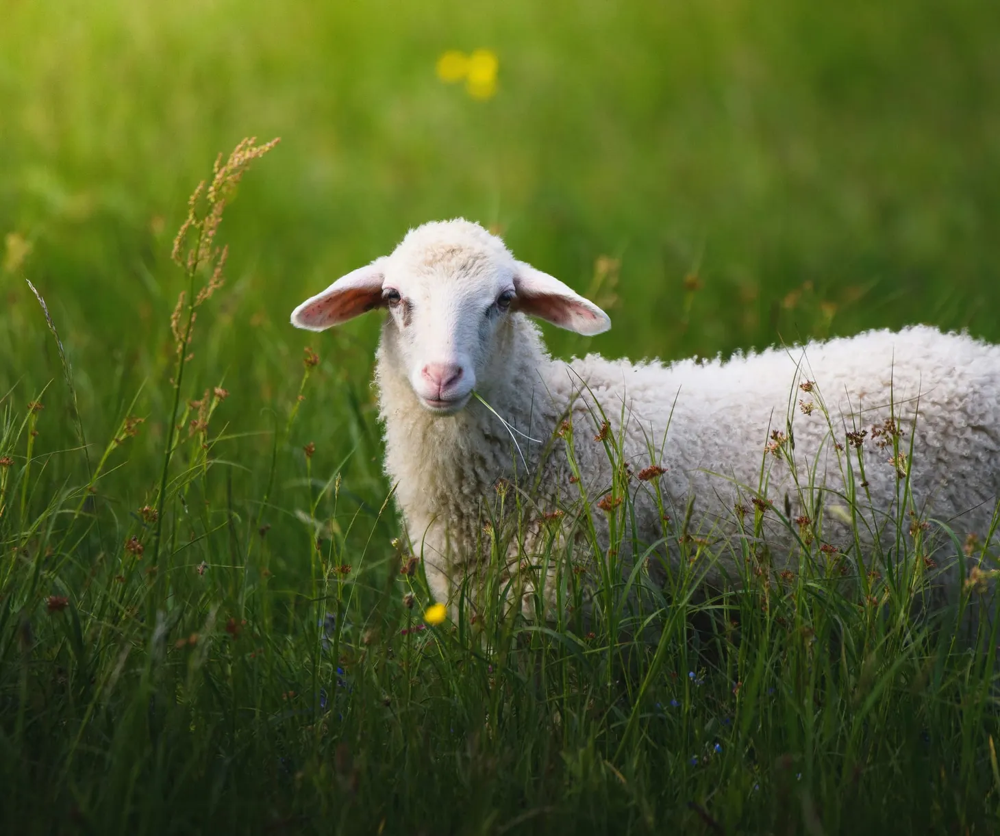 The Wool Wire | August 21, 2024