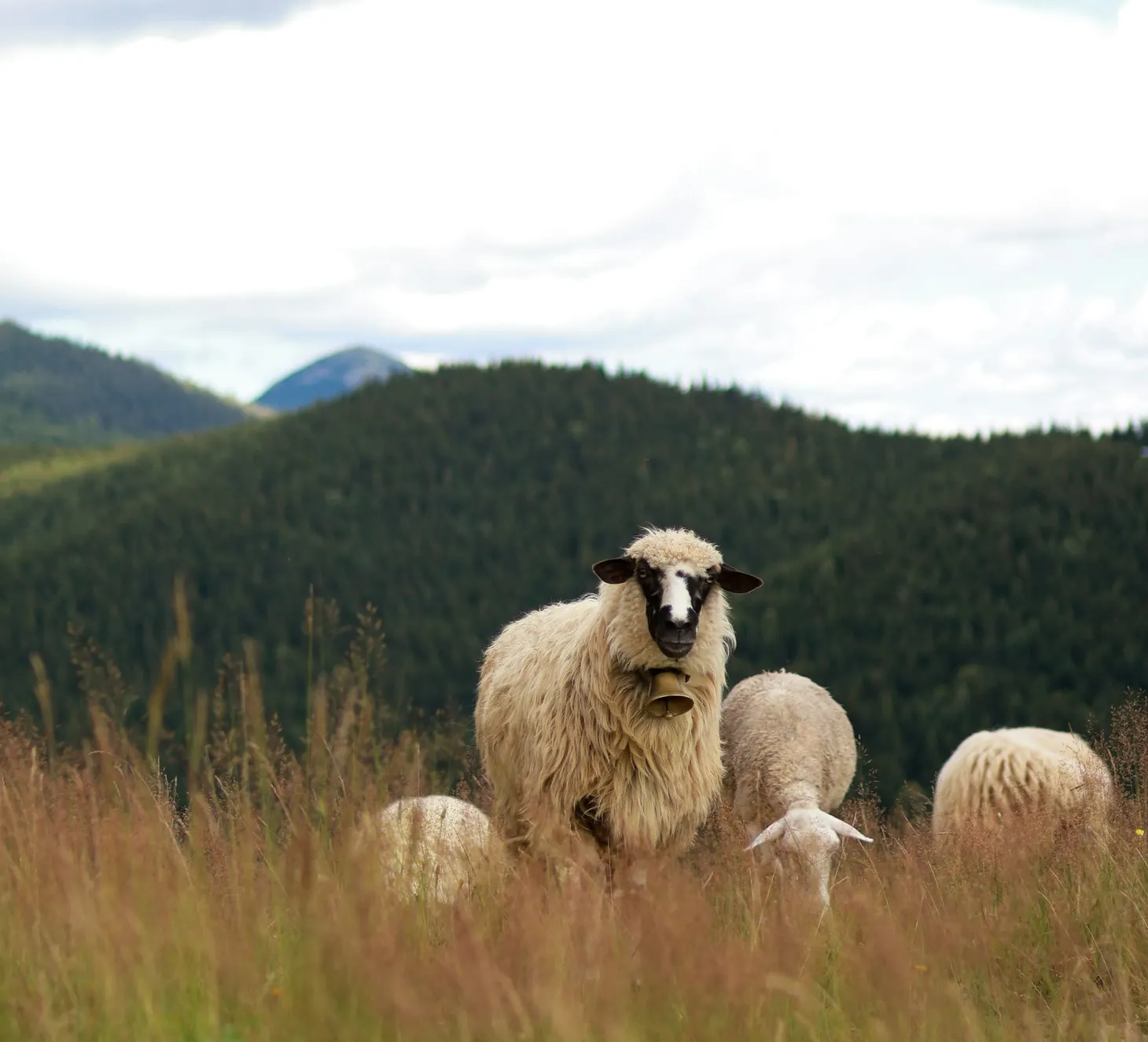 The Wool Wire | August 7, 2024