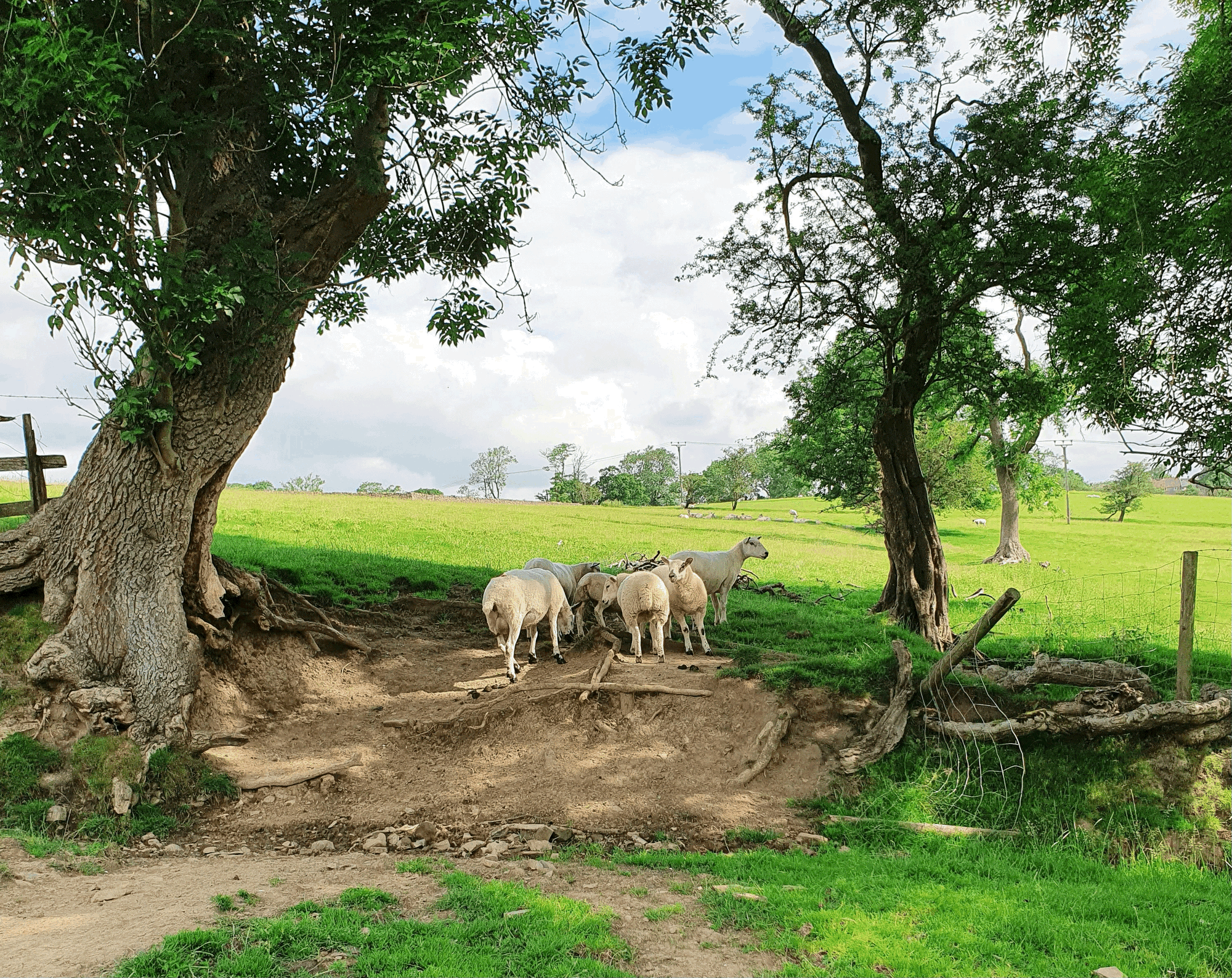 The Wool Wire | July 31, 2025