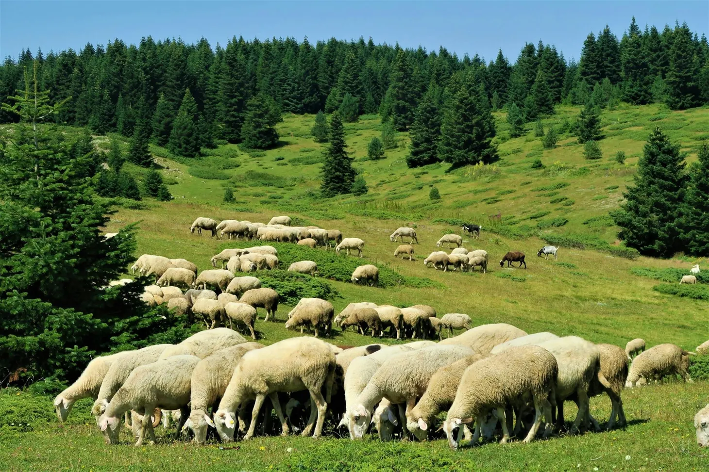 The Wool Wire | October 2, 2026