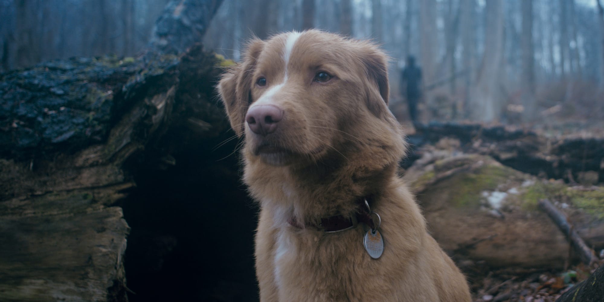 'Good Boy' Will Make You Want To Give Your Pup An Extra Treat