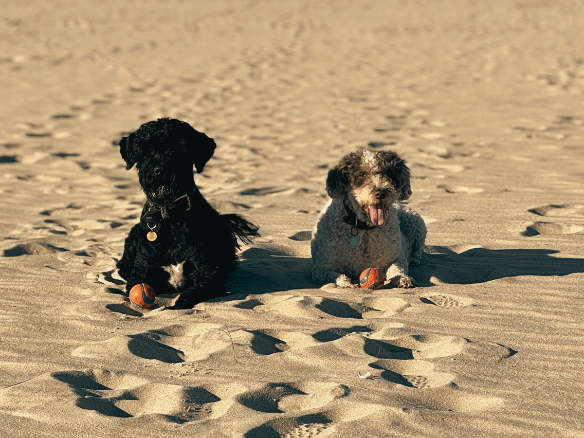 Every Dog Has Its Day at Sloppy Joe’s