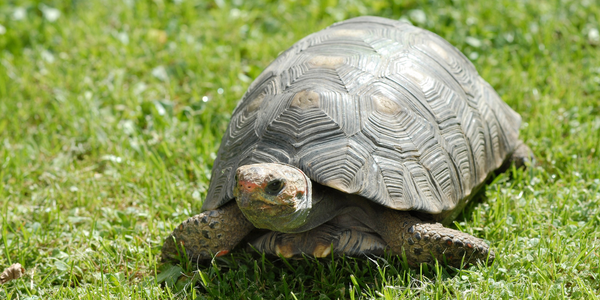 Be the tortoise, not the hare