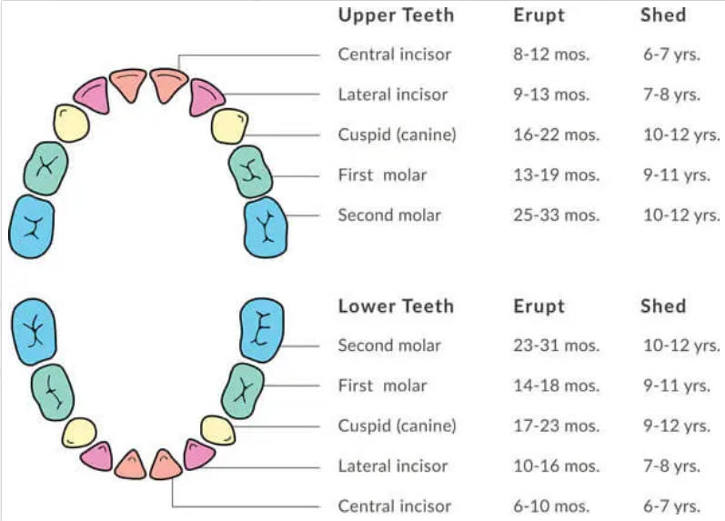 teeth chart