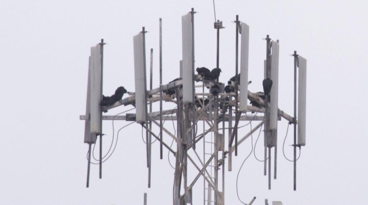 A group of birds on a tower

Description automatically generated