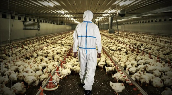 Is “Bird Flu” the Next Covid-19 in Ohio?